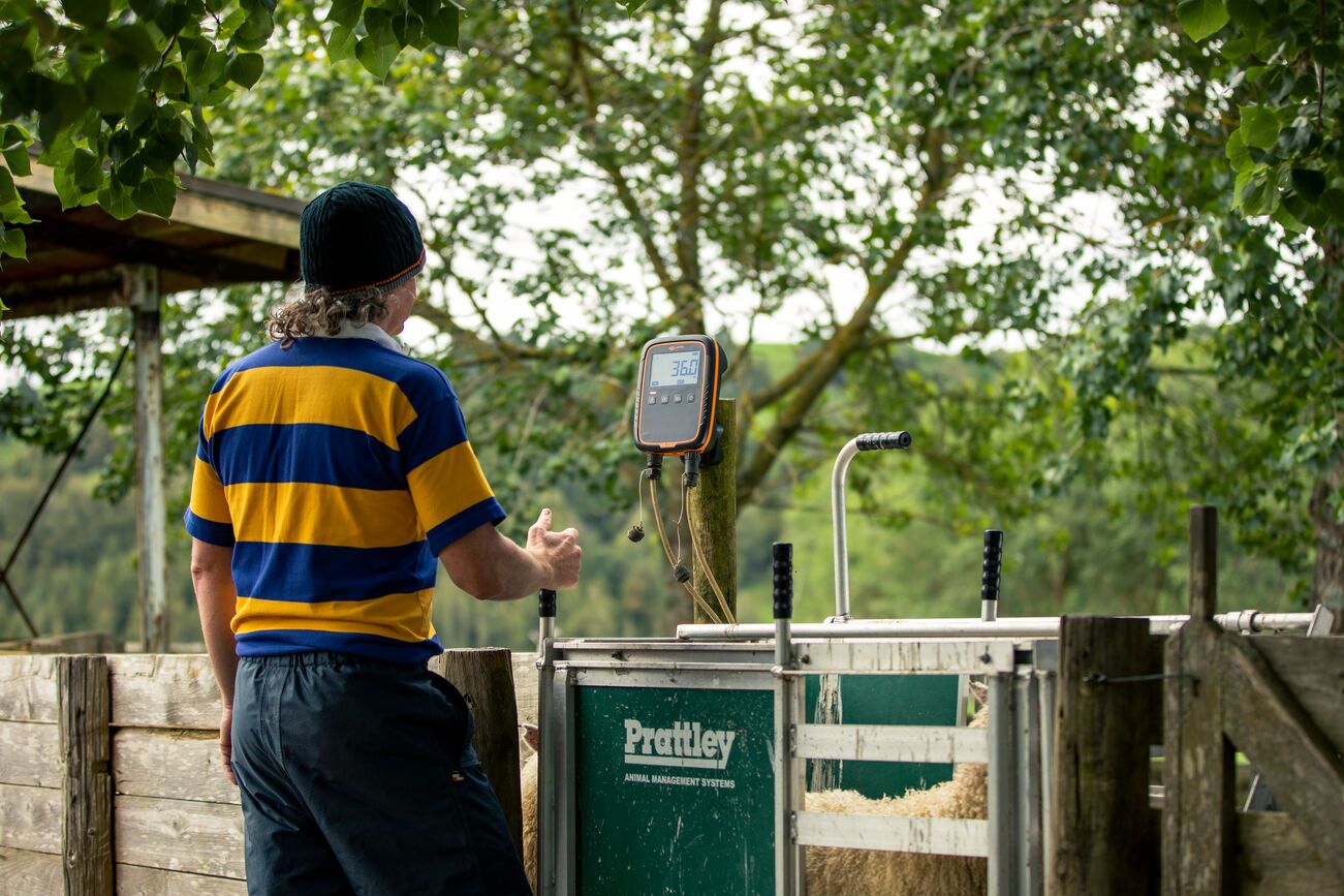 G025 W0 Sheep Prattley HIRES-0216 Edited-General Purpose W0 weigh scale on post