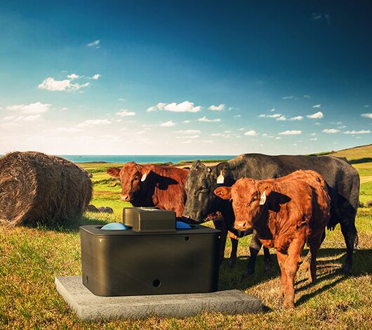 SITECORE-GNA Comp - MiraFount Cattle-General Purpose Automatic Miraco, Energy Free Ball Waterer on concrete pad positioned in hay field with red and black cows with red barn and dairy cattle and sea in background