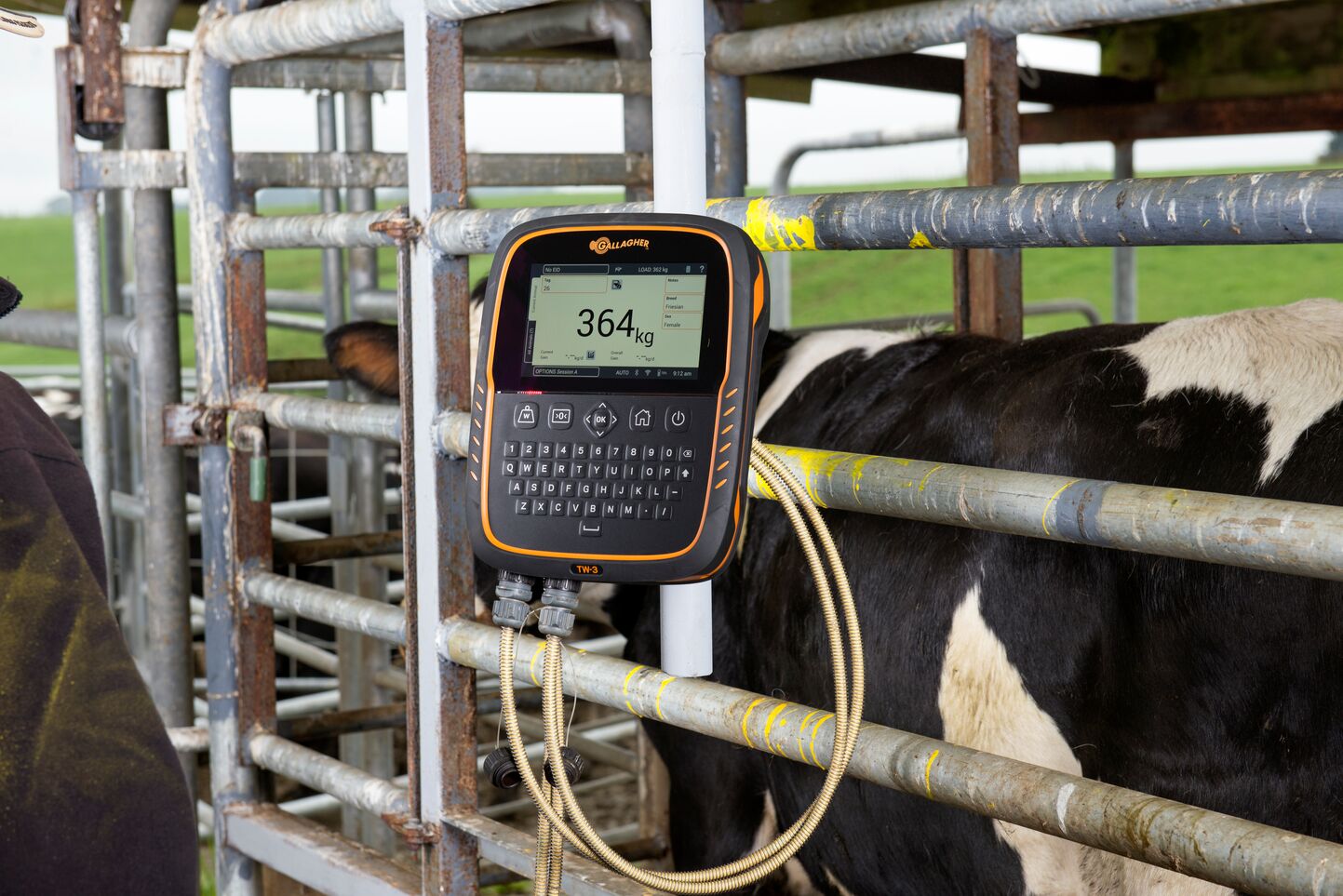 TW3 on farm with Dairy Cows 