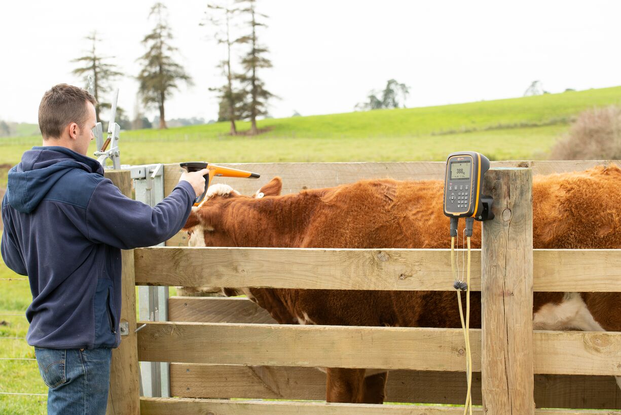 W-1 Cattle image 