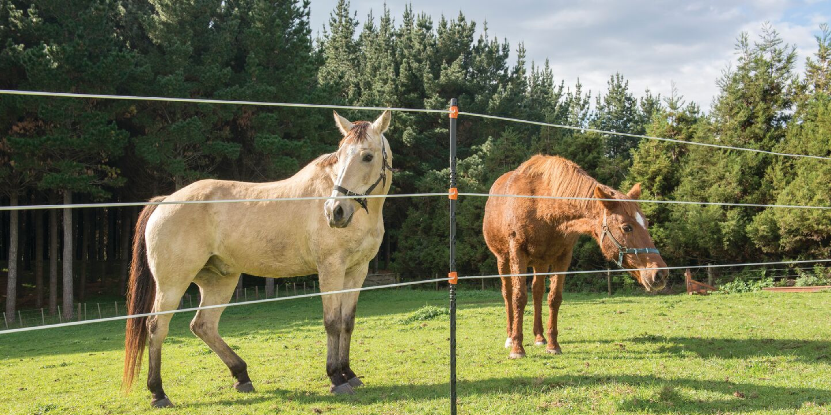 Equine Fencing