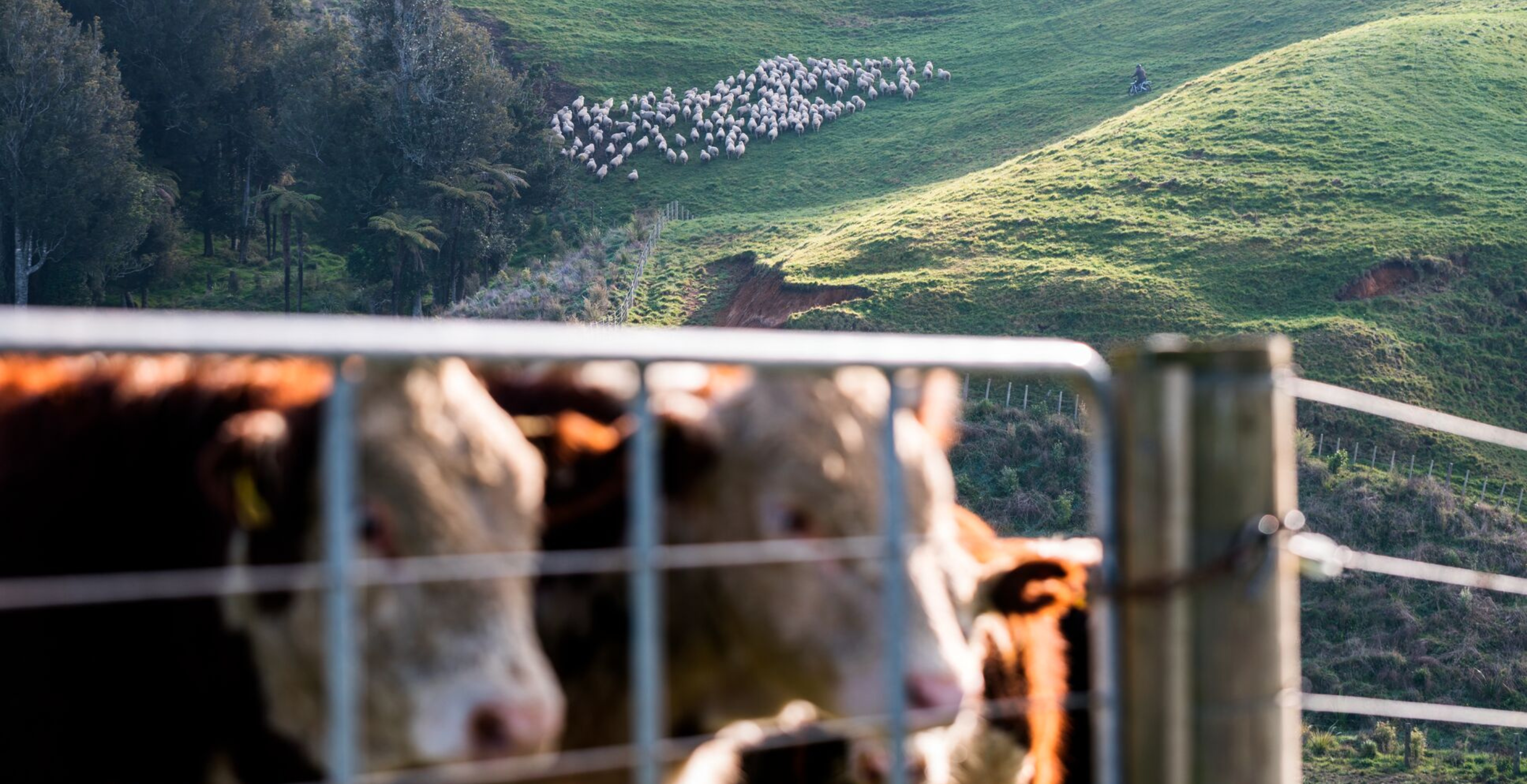 Permanent Livestock Fencing