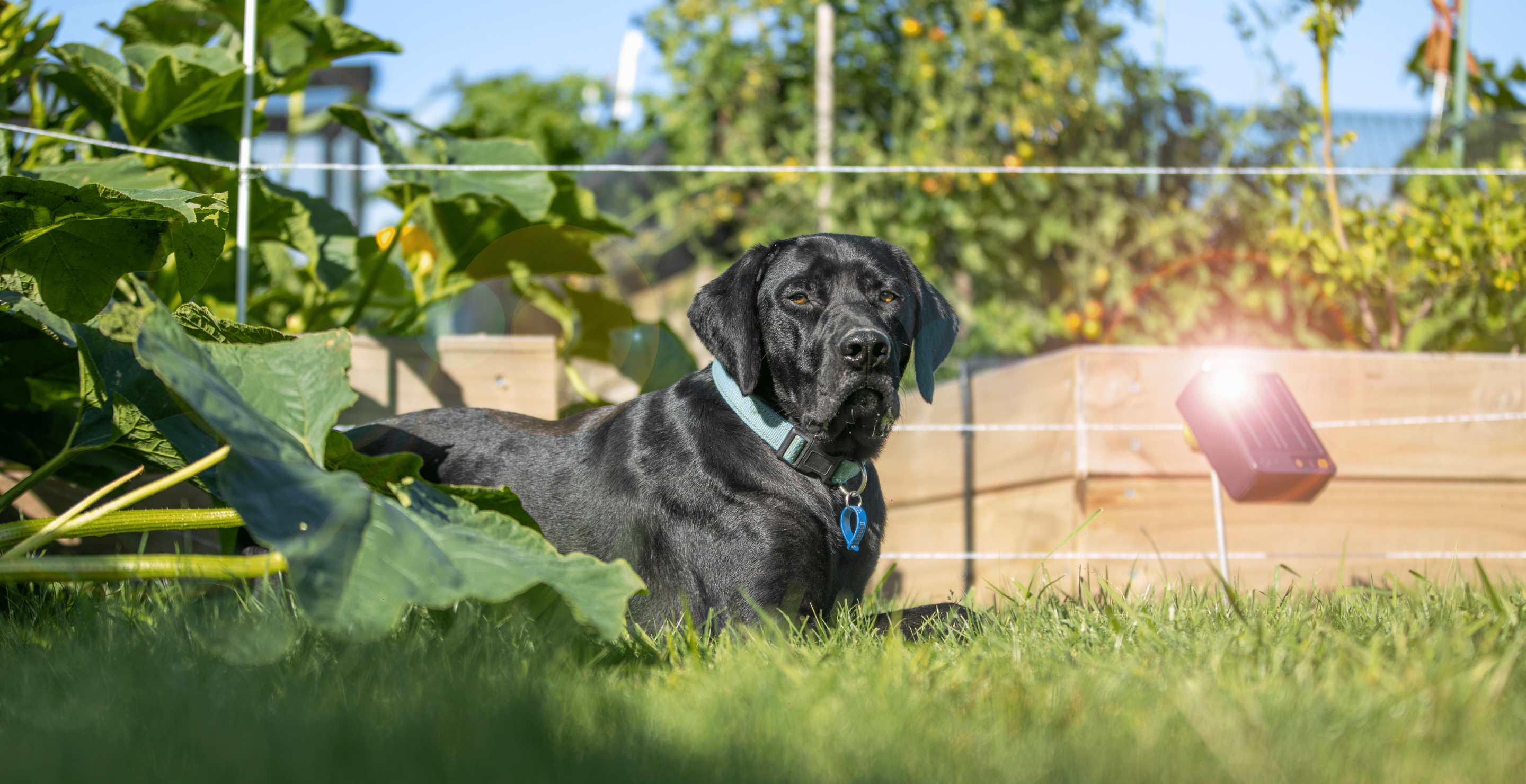 Pet and Garden Fencing
