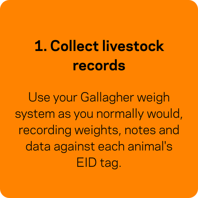 1. Weigh your animals. Use your Gallagher weigh system as you normally would, recording weights, notes and data against each animal's EID tag.