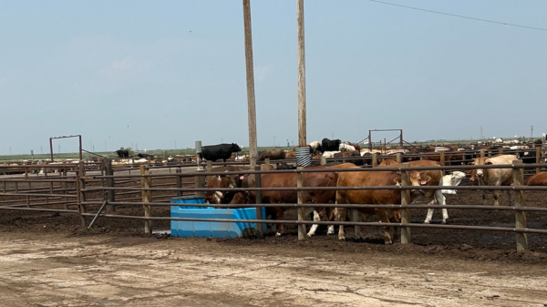 livestock km3