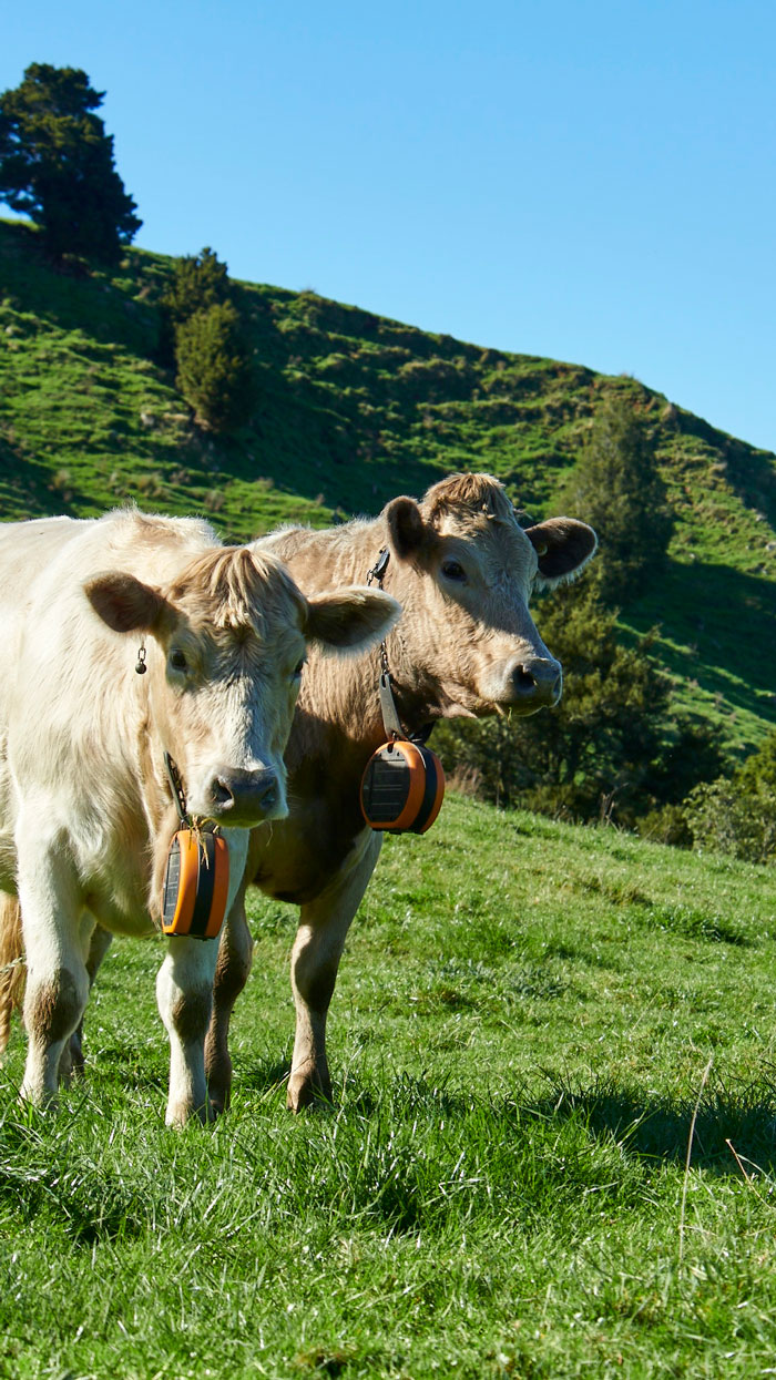 Cows-with-eShepherd-neck-bands Cows-with-eShepherd-neck-bands