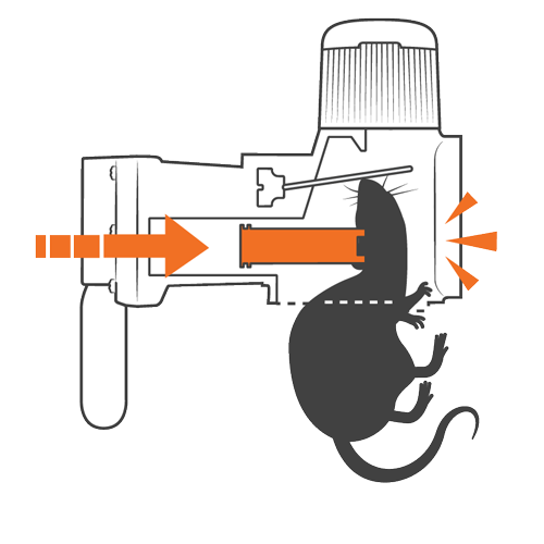 Goodnature trap how it works step 2 Goodnature trap how it works step 2