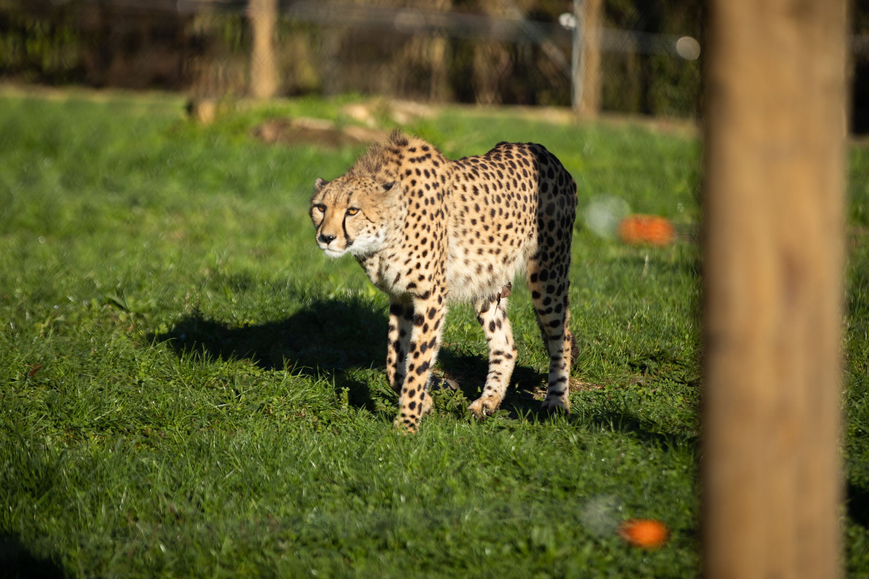 Hamilton Zoo - Cheetah Enclosure